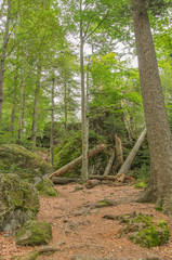 Wald mit Totholz