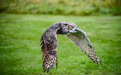 Owl Cruising