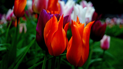 Orangen Blüten Nahaufnahme