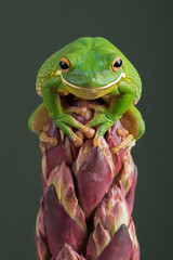 Fototapeta premium White Lipped Tree Frog (Litoria infrafrenata) / White Lipped Tree Frog siedzący na tropikalnym kwiecie