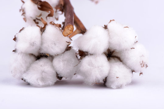 cotton on a white background