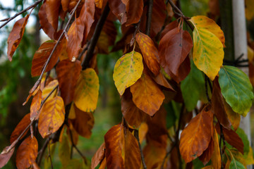 Leaves