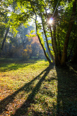 colours of the autumn and sunlight and the shadows in the park
