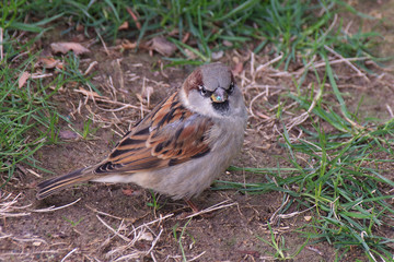 Wild sparrow with green glitter on beak 