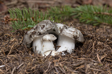 Mushrooms in the woods