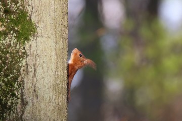 Ecureuil roux