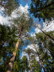 Obraz premium Trees in Finland