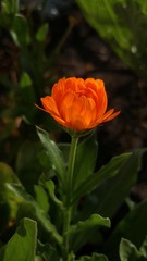 Orange marigold in the garden