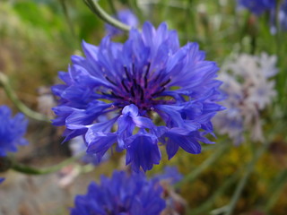 Centaurea