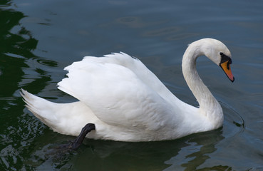 White grace swan swimming in lake