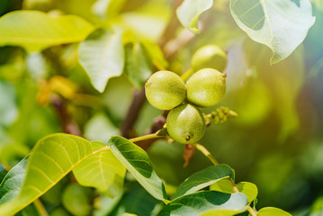 Young walnuts on the tree at sunset. Tree of walnuts. Green leaves background.