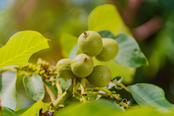 Fruits of a walnut on a branch of a tree in the yellow warm rays of the summer sun. Nature background. Close-up