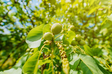 Walnut tree on the blue sky background. Walnuts hanging on a tree in a warm sunny day.