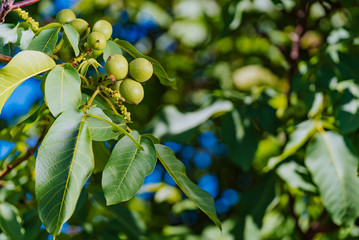 Fresh walnuts hanging on a tree in the blue background. Green walnut brunch with fruits.