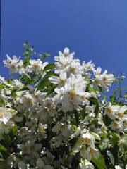 Jasminum