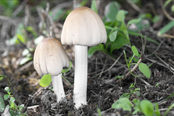 Mushrooms in the woods