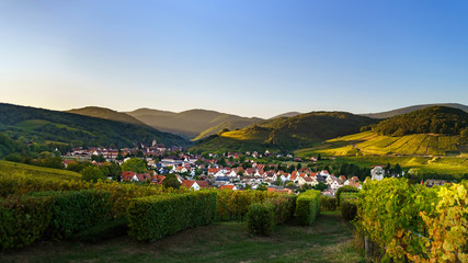 Green vineyards aerial view from drone. Wide panoramic photography. Andlau, Alsace