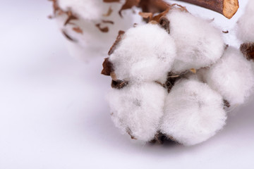 cotton on a white background