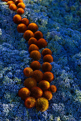 Round balls of plants with sharp needles on blue small flowers