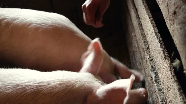 Adult white pig breed is happy to eat from your hand.  Taken through the grille, top point, side, close-up, natural light, real time, slop the hogs