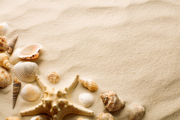 top view of sandy beach with seashells and starfish