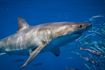 Naklejka premium Great White Shark