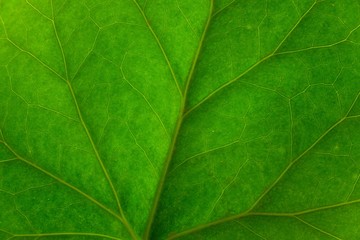 texture of green leaf