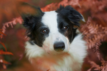 Young border collie dog in a garden