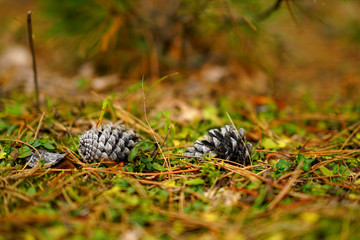 cones on the ground in the autumn forest