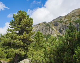 Beautiful sharp mountain peaks with pine trees and hiking route trail sign in High Tatras mountain, Slovakia, late summer sunny day, blue sky background