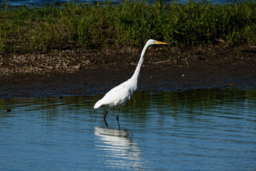 Naklejka premium A Great Egret stands near the shoreline. These large white herons will stalk along a shoreline hunting for fish and frogs.