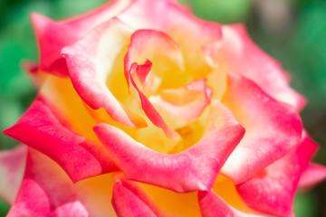 Fototapeta na wymiar delicate morning pink and yellow rose