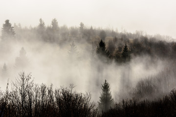 Mountain ridge with clouds flowing through the pine trees. Foggy Landscape.