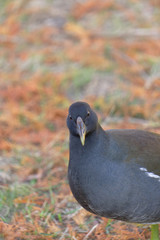 Young moorhen in autumn