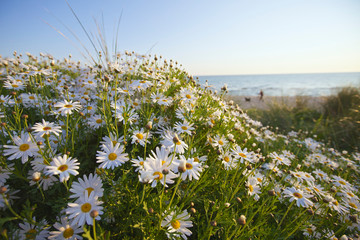 Spring Flowers beach scene