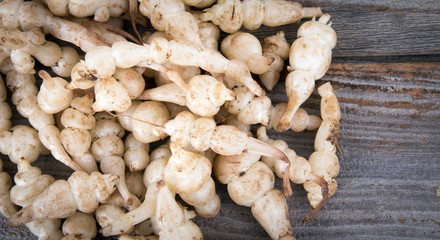 Japanese crosne Stachys affinis tubers