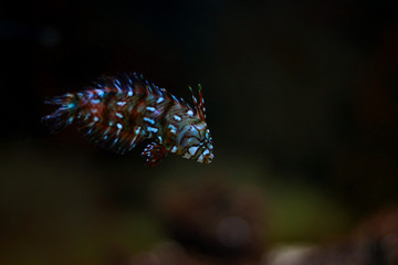 Dragon Wrasse
(Novaculichthys taeniourus) 