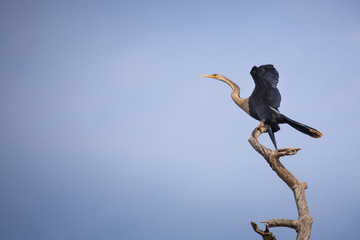 cormorant dries its wings on a branch against the sky