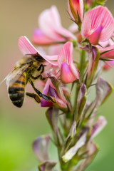 abeille sur sainfoin
