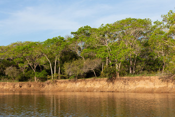 jungle view from the river. Pantanal landscape.