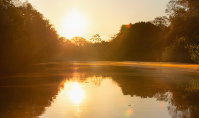 sunset over the river flowing in the forest.