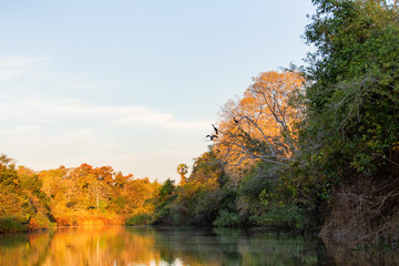 sunset over the river flowing in the forest.