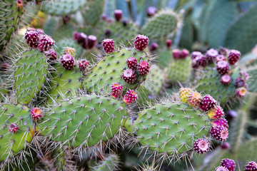Cactus de figue de Barbarie aux fruits