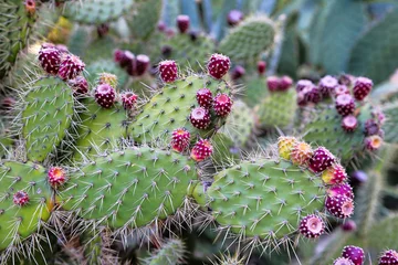 Tableaux ronds sur plexiglas Anti-reflet Cactus Cactus de figue de Barbarie aux fruits