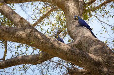 Hyacinth macaw parrots on the tree