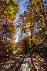 Obraz premium Piwniczna - szlak na Niemcową