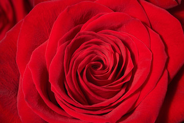 Red rose on white background, closeup, isolated