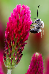 megachile sur trèfle incarnat