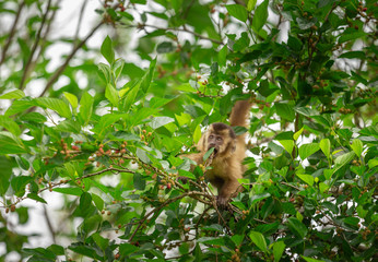 a light-haired monkey capuchin sitting on a tree.