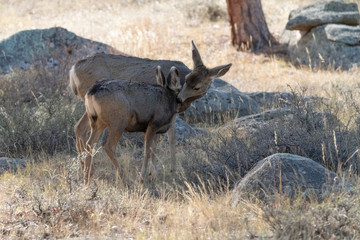 Rocky Mountain Deer